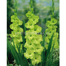 гладиол Green Star - gladiolus Green Star
