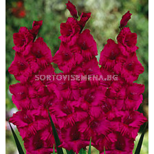 гладиол Plumtart - gladiolus Plumtart