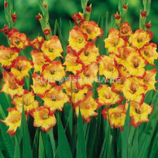 Гладиол Princess Margaret Rose 16+