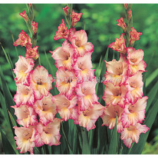гладиол Priscilla - gladiolus Priscilla