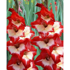 гладиол Rolinka - gladiolus Rolinka