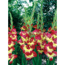 гладиол Stereo - gladiolus Stereo