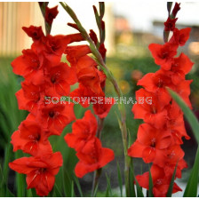 Гладиол large-flowered Fortuna - 1 бр.