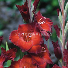 Гладиол Azurro 1 бр