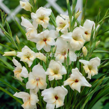 Гладиол Halley - Gladiolus nanus 'Halley' - 1 бр.