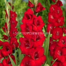 Гладиол Roma/ Gladiolus large-flowered Roma - 1 бр.