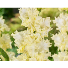 Гладиол Lemon Frizzle - Gladiolus large-flowered  'Lemon Frizzle' 12/14 - 1 бр.