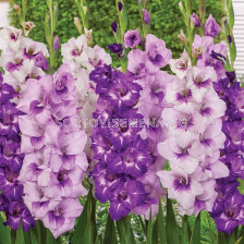 Гладиоли микс в лилаво - Gladiolus Varicoloured / Purple - 20 бр.