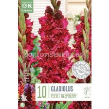 Гладиол Velvet Raspberry/ Gladiolus large-flowered Velvet Raspberry - 1 бр.