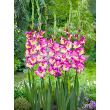 Гладиол large-flowered Extravert - 1 бр.
