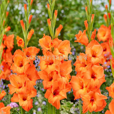 Гладиол large-flowered Prince of Orange - 1 бр.