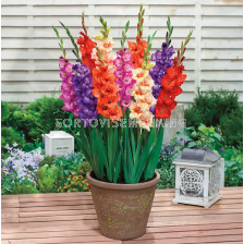 Гладиоли small-flowered glamini mixed - 1 брой - sortovisemena.bg Гладиоли small-flowered glamini mixed - 1 брой