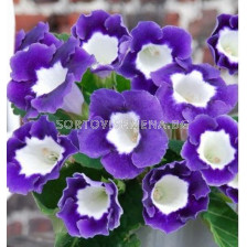 глоксиния  Princess Elisabeth (размер 3/4) - gloxinia Princess Elisabeth (size 3/4)