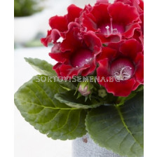 Глоксиния (Gloxinia) Etiole de Feu (размер 3/4) 