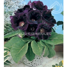 Глоксиния (Gloxinia) Hollywood- 3/4