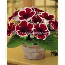 Глоксиния (Gloxinia) Kaiser Friedrich - 3/4