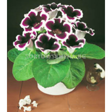 Глоксиния (Gloxinia) Kaiser Wilhelm - 3/4