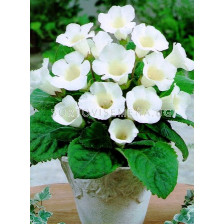 Глоксиния Mont Blanc (размер 3/4) - Gloxinia Mont Blanc (size 3/4)