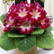 Глоксиния (Gloxinia) Tigrina Rood (размер 3/4)