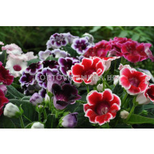 РАЗПРОДАЖБА НА ГЛОКСИНИИ - 20 БР.(МИКС) ЗА 20 ЛВ.