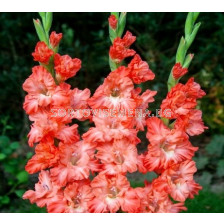 Гладиол Ted's Frizzle - Gladiolus large-flowered Ted's Frizzle - 1бр.