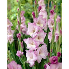 гладиол Belladonna - gladiolus Belladonna