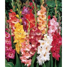 гладиол Ruffled Mix - gladiolus Ruffled Mix