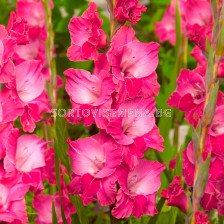 Гладиол /Gladiolus  Fairytale Pink /1 бр