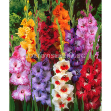 Гладиоли Микс LSCH - Gladioli Mix LSCH 