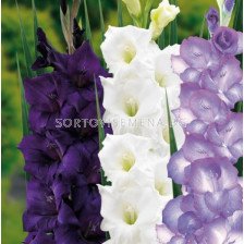 Гладиоли микс бяло/ лилаво - Gladiolus Purple/White . 20 бр. 