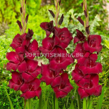 Гладиол large-flowered At Night - 1 бр.