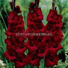 Гладиол /Gladiolus  'Deepest Red' /1 бр