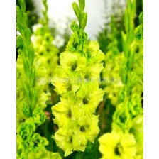 гладиол (Gladiolus) Evergreen