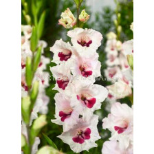 Гладиол (Gladiolus) Fiorentina