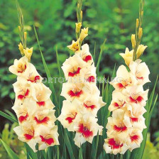 Гладиол Gladiolus Messina 1 бр