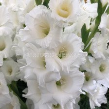 Гладиол Mount Everest/ Gladiolus large-flowered Mount Everest - 1 бр.