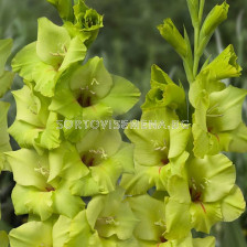 Гладиол Prima Verde - Gladiolus large-flowered  'Prima Verde'