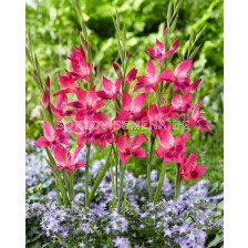 Гладиол Vulcano' - Gladiolus ramosus 'Vulcano' - 1бр