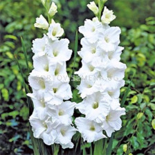 Гладиол /Gladiolus Sancerre /1 бр