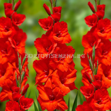 Гладиол Advance/ Gladiolus large-flowered 'Advance - 1 бр.