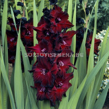 Гладиол /Gladiolus  'Black Sea'/ 