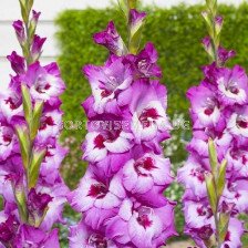 Гладиол /Gladiolus  'Elvive' /1 бр