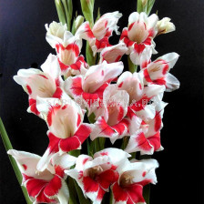 Гладиол Japonica -  Gladiolus butterfly  'Japonica - 1 бр