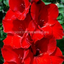 Гладиол /Gladiolus  'Matchpoint' /1 бр