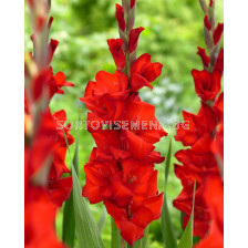 Гладиол Red Balance  - Gladiolus large-flowered Red Balance 1 бр.