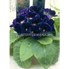 Глоксиния (Gloxinia) Prince Albert (размер 3/4)