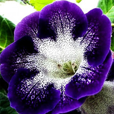 Глоксиния (Gloxinia) Tigrina Blauw (размер 3/4)