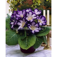 Глоксиния (Gloxinia) Tigrina Blue - 3/4 