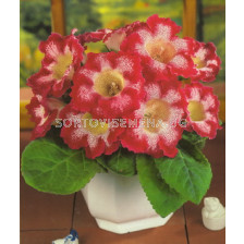 Глоксиния (Gloxinia) Tigrina Red - 3/4