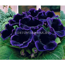 Глоксиния (Gloxinia) Violacea - 3/4 